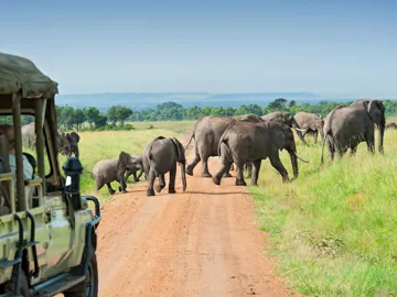 A herd of elephants crossing a dirt road in open grass in Nakuru County, Kenya