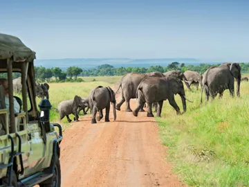 A herd of elephants crossing a dirt road in open grass in Nakuru County, Kenya