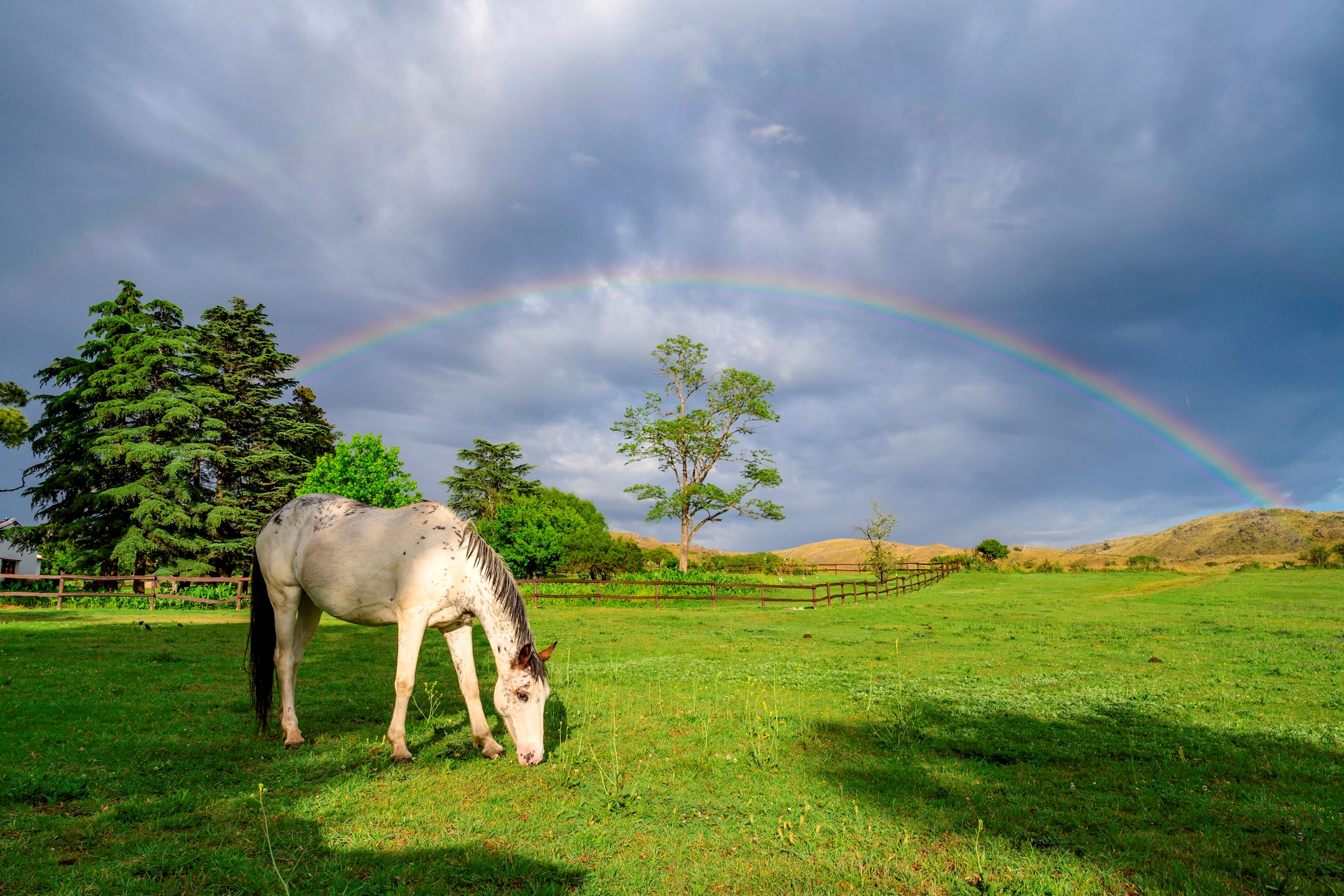 mare-grazing-estancia-pasture-argentina-1.jpg