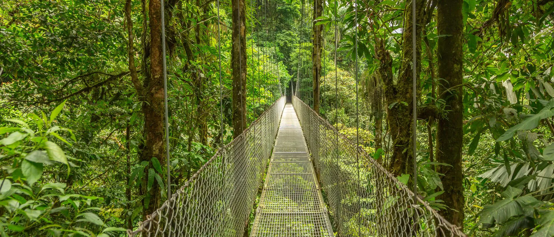 Long hanging bridge in forest of Costa Rica