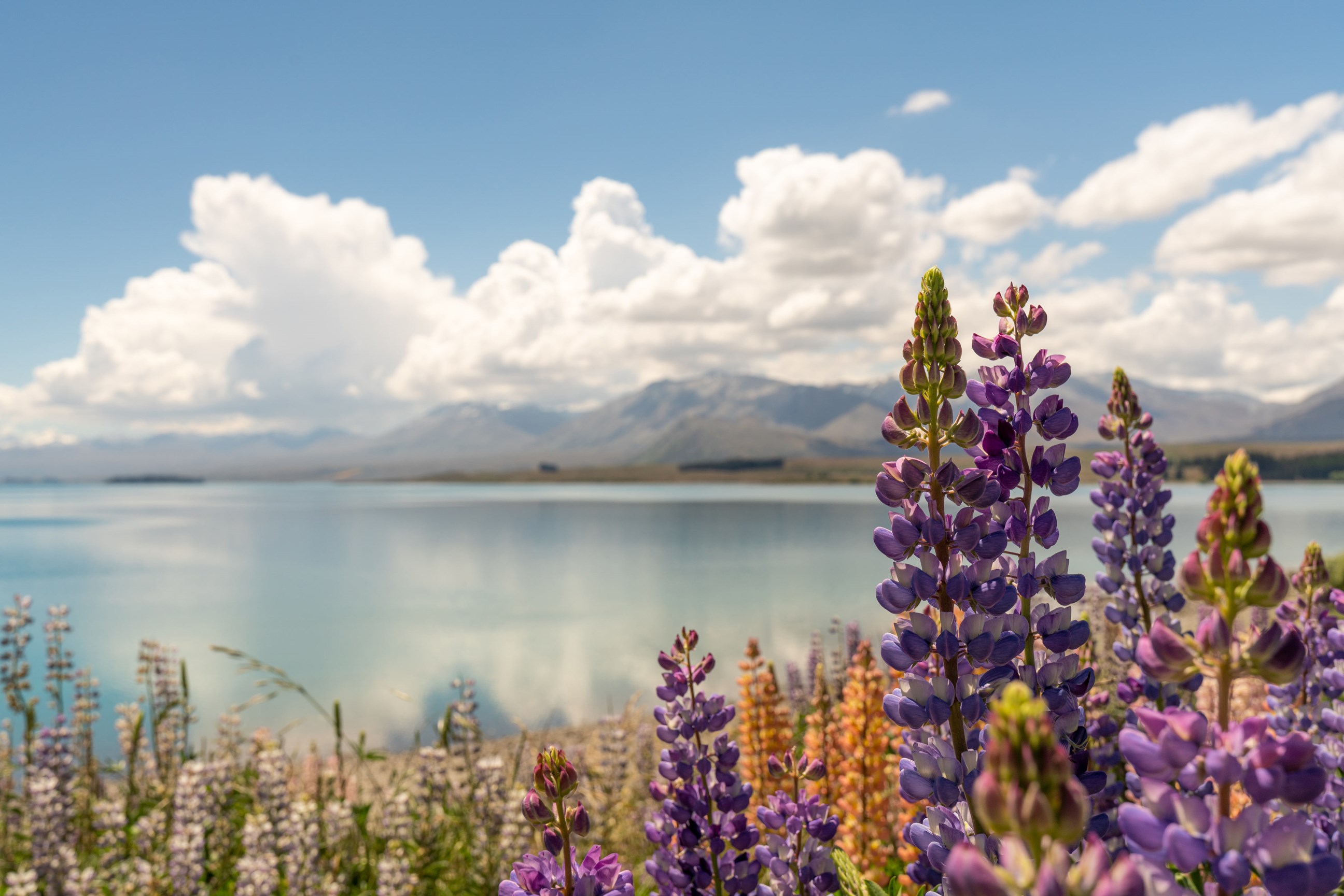 visit-lake-tekapo-new-zealand
