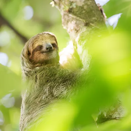 Sloth hanging from a tree in Costa Rica