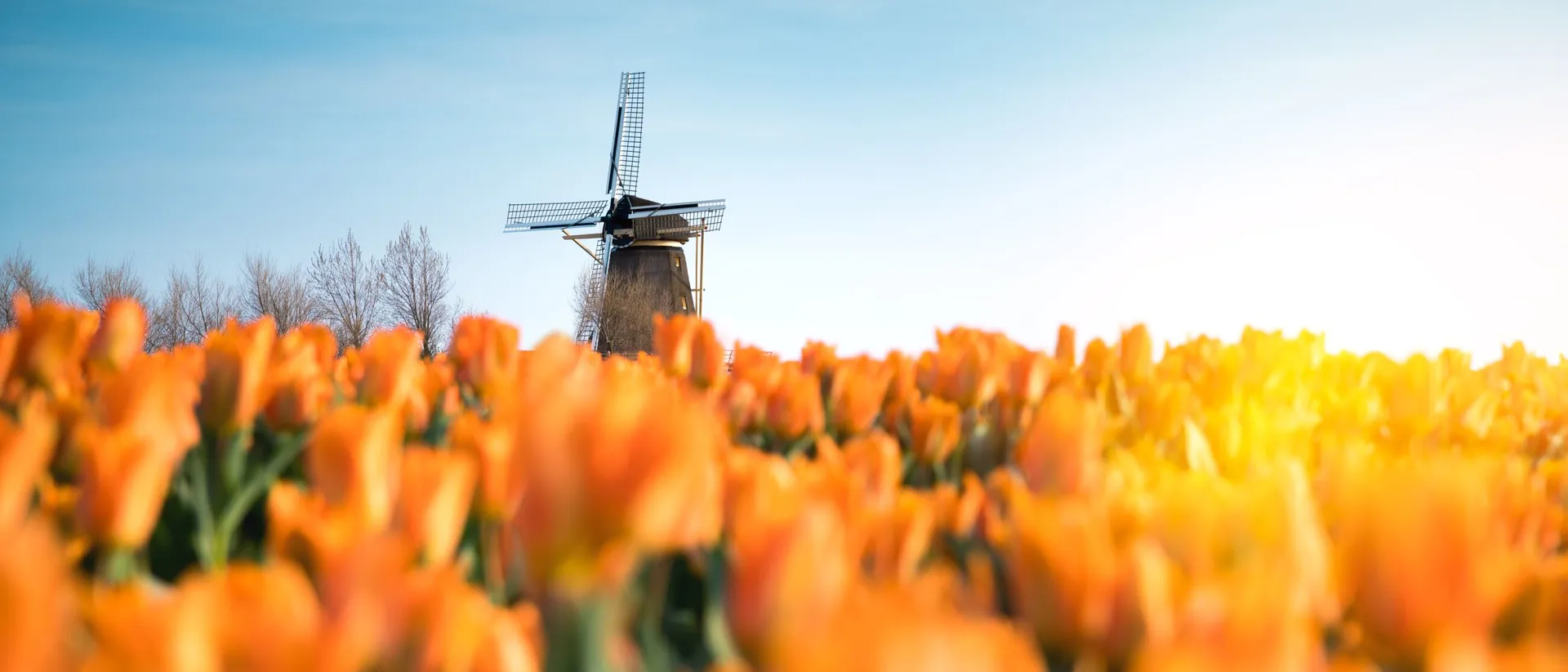 Windmill in a tulip field in the Netherlands, Europe