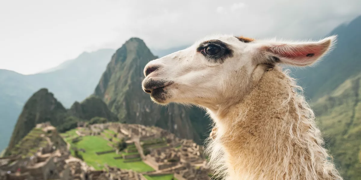 Portrait of a lama on the background of the ruins of an ancient city 