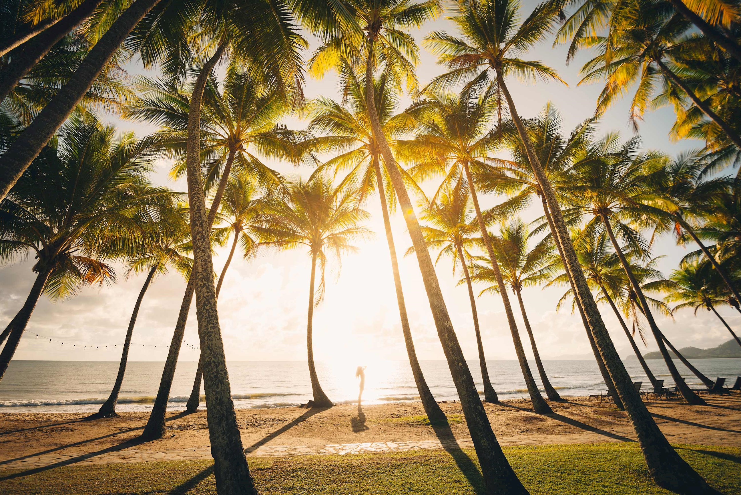 Palm trees on a beach in Cairns, Australia