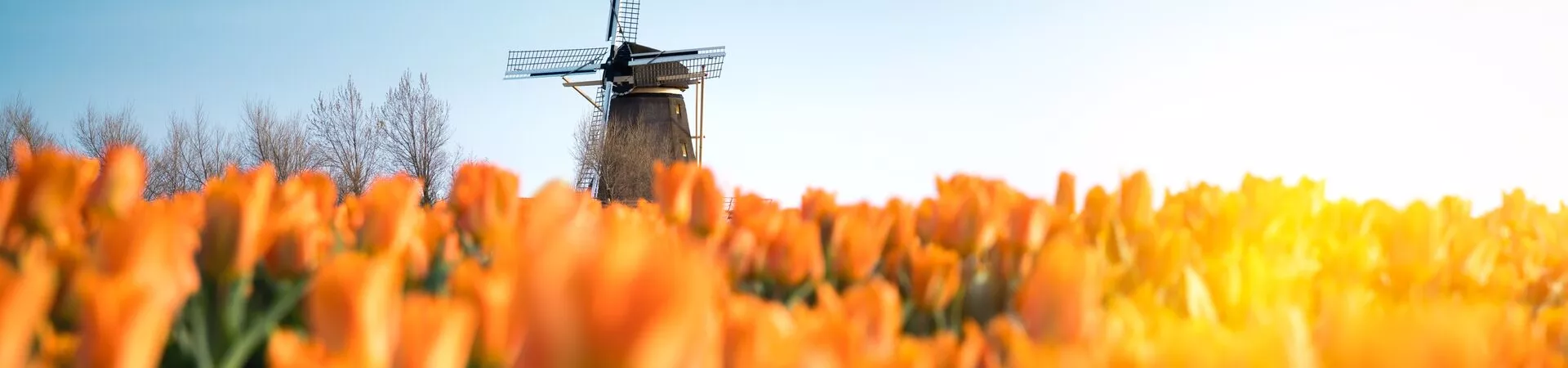 Windmill behind tulip field