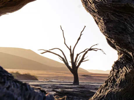 A single skeletal tree silhouetted against a light sky in the desert in Namibia.