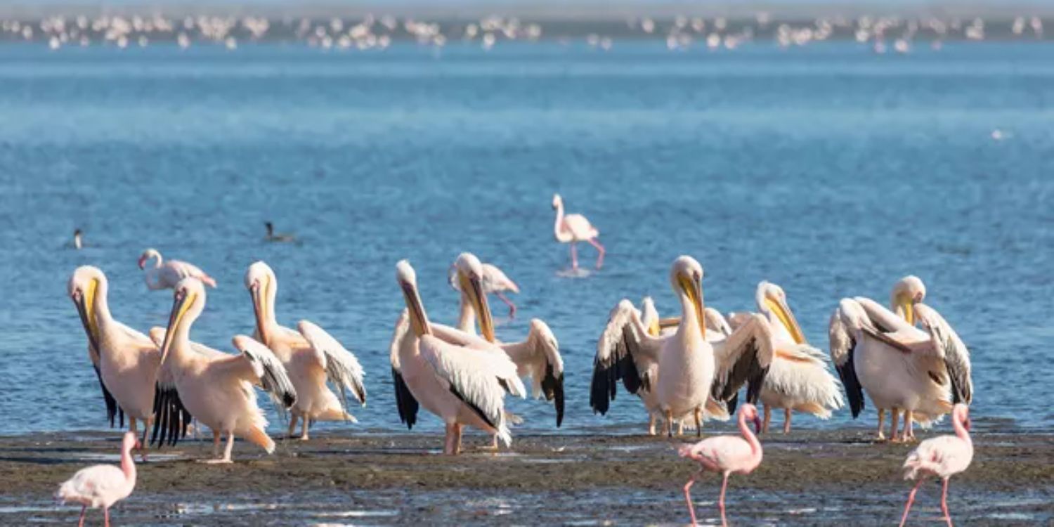 Take Catamaran Cruise Walvis Bay Pelican Point