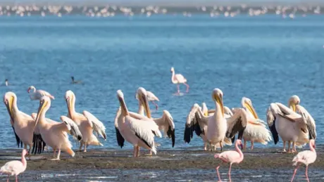 Take Catamaran Cruise Walvis Bay Pelican Point