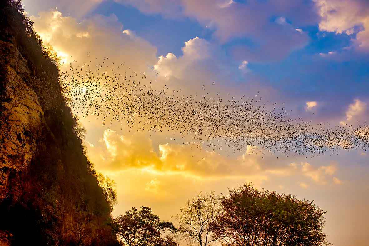 bats-phnom-sampeau-battambang-cambodia.jpg