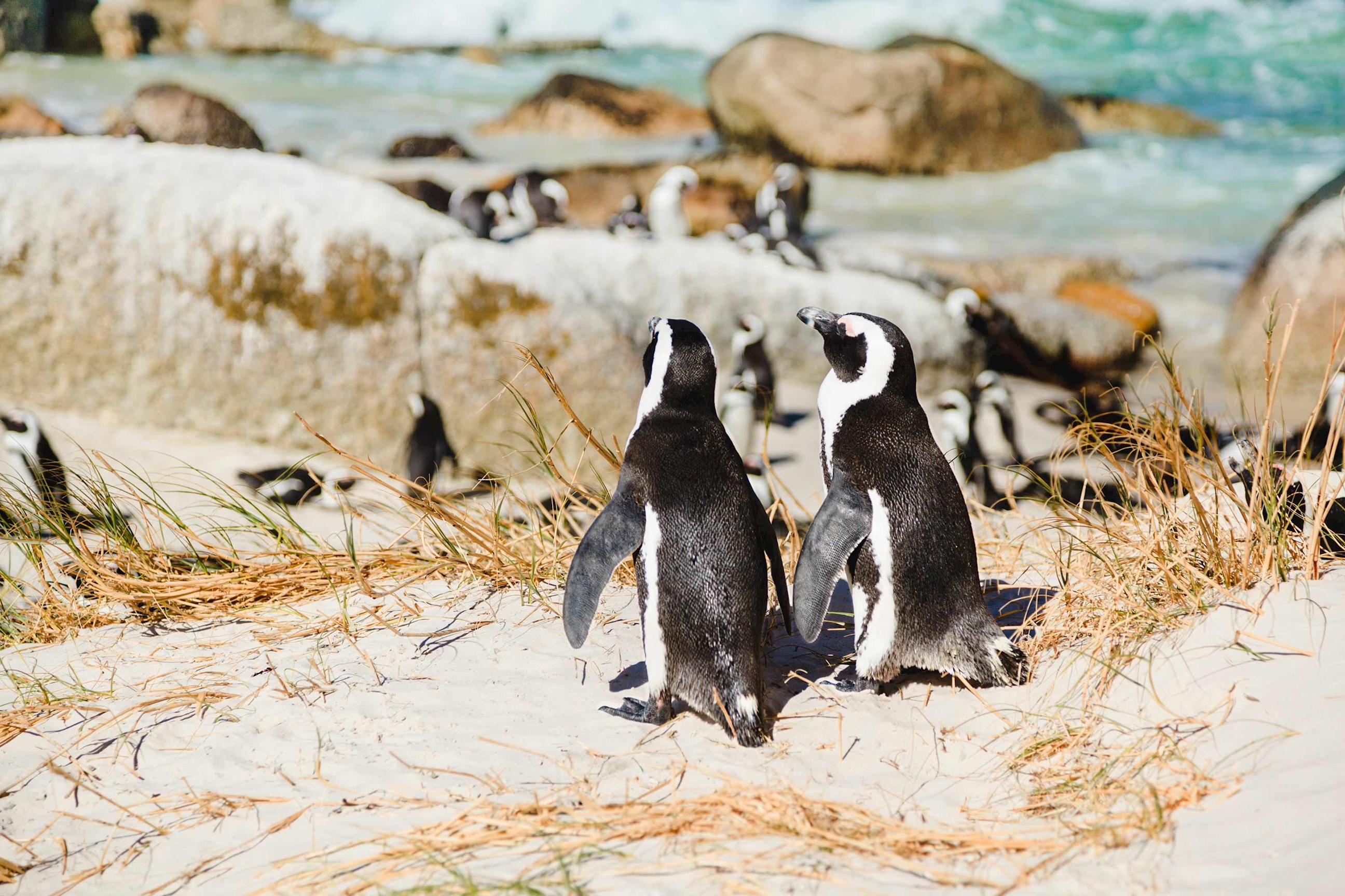 African penguins on Boulder Beach in South Africa