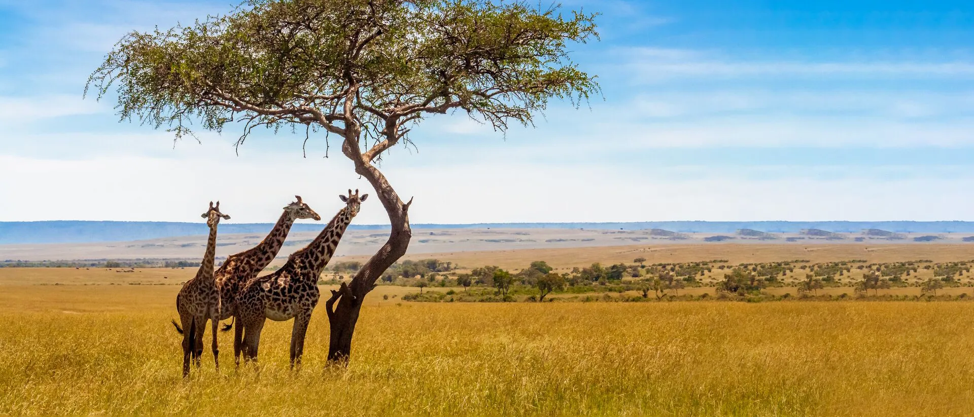 Three giraffes stood next to a tree