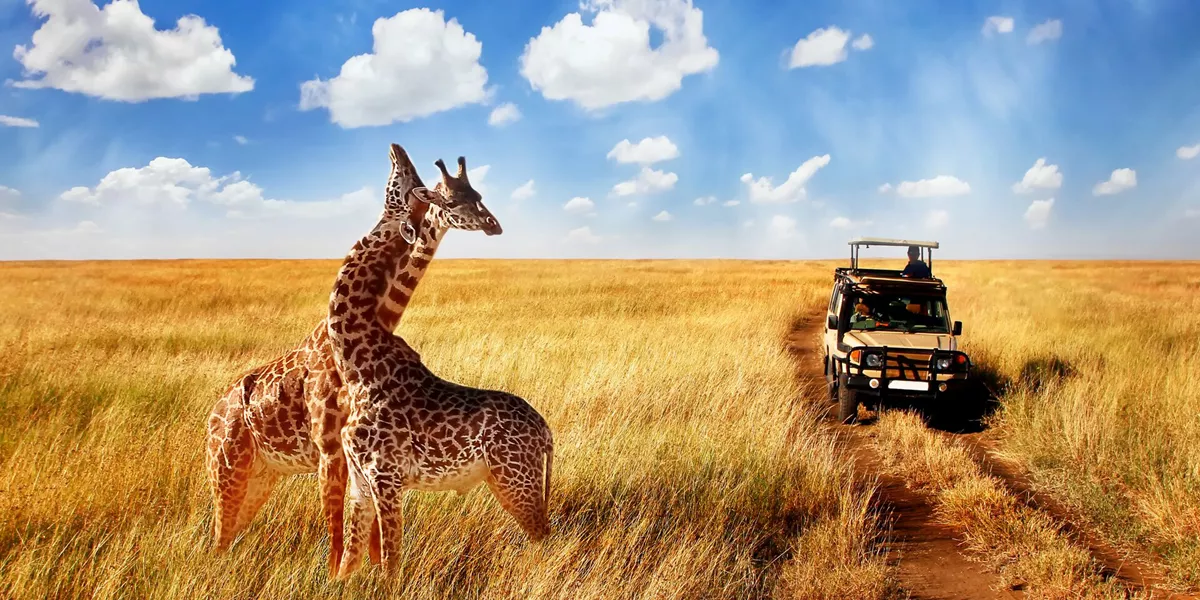 Giraffe next to safari vehicle