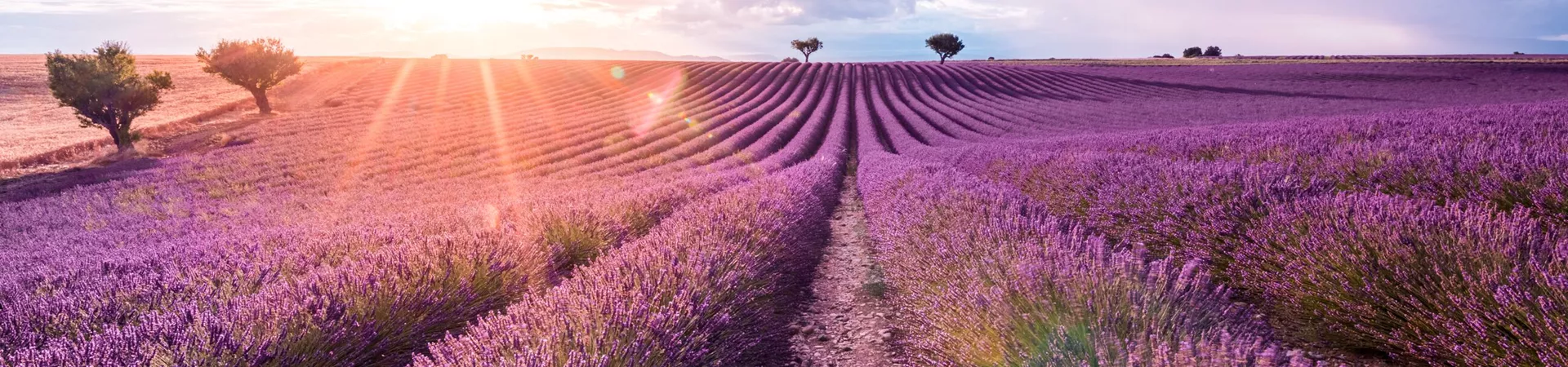 Lavender fields at dusk in the South of France