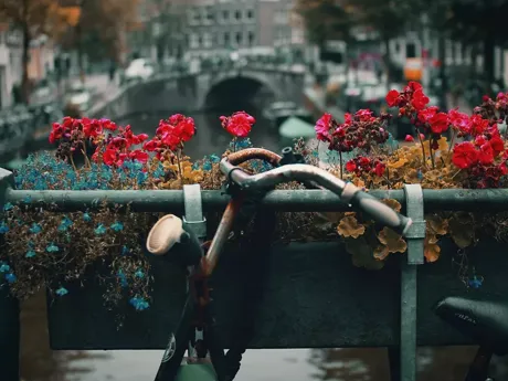 A bike with a bunch of flowers on the back of it in Holland Amsterdam