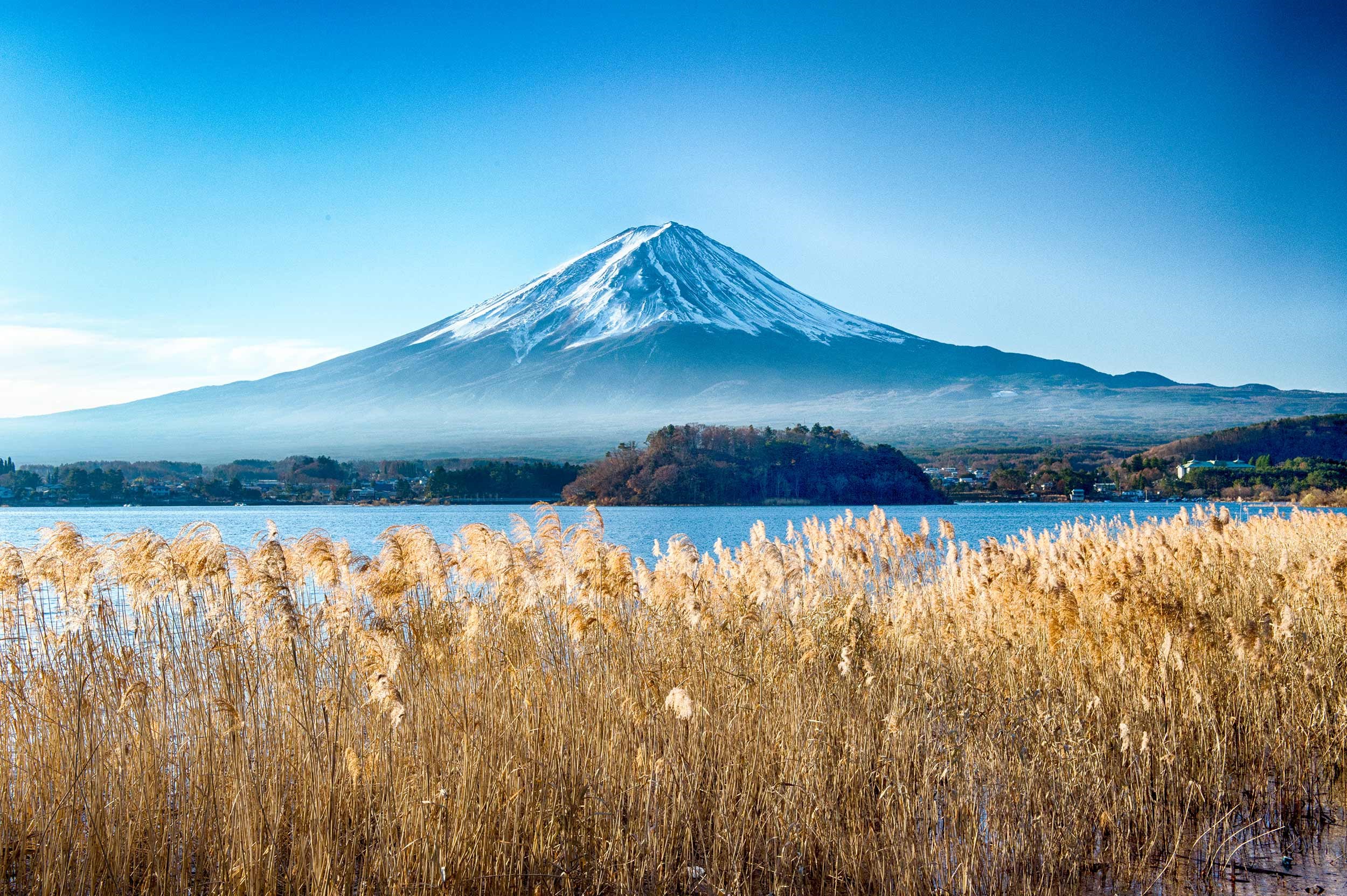 Snow-capped Mount Fuji behind Lake Kawaguchi with golden reeds in Japan