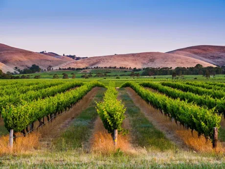 Glenrowan Vinery Australia