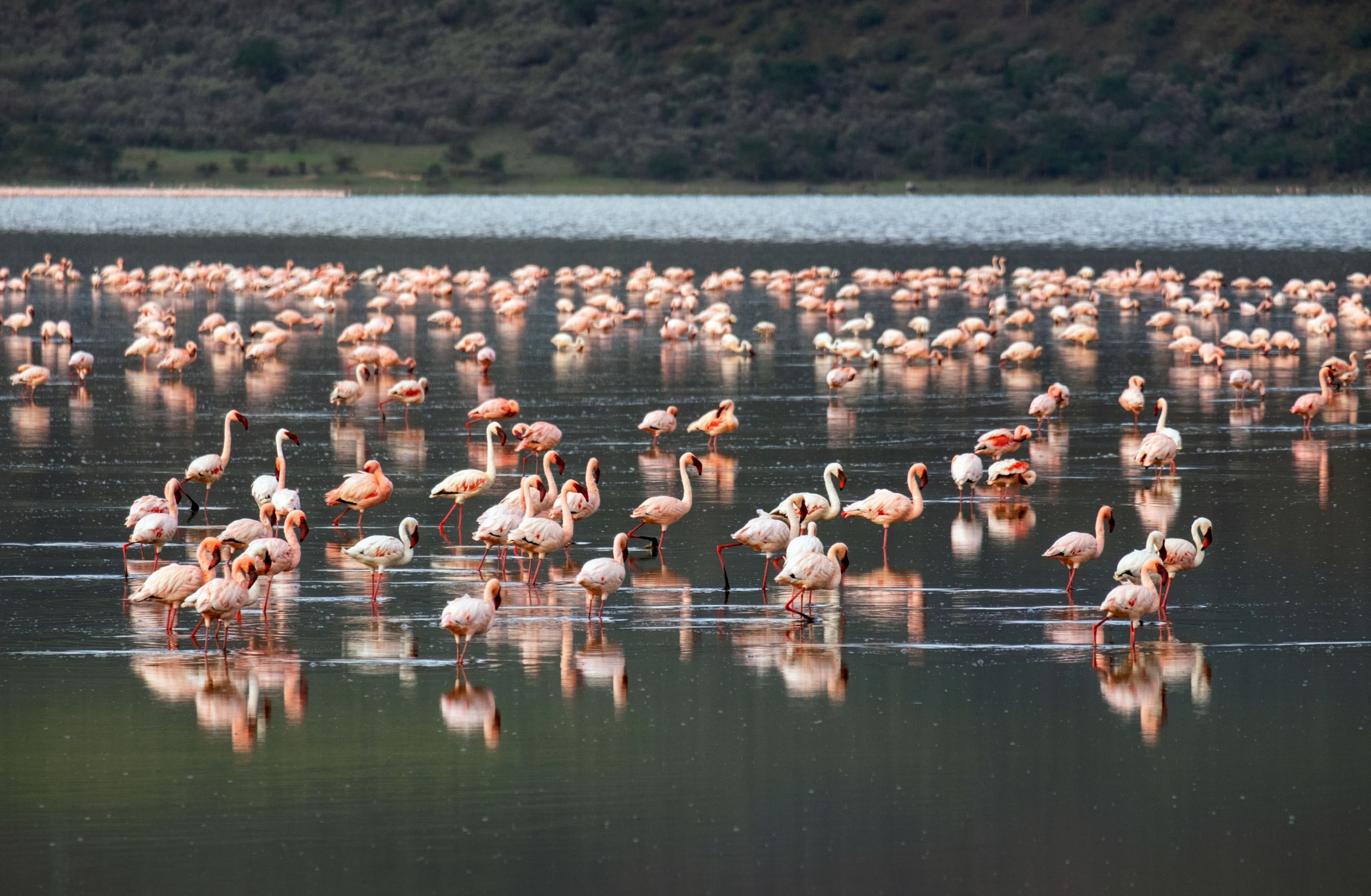 A group of flamingos in Soda Lake, Elementaita in Kenya. 