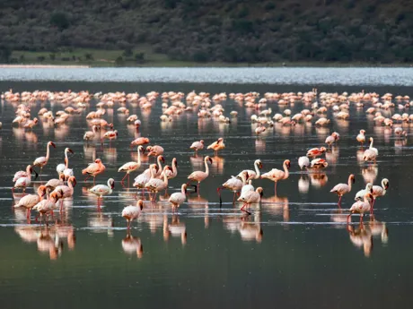 A group of flamingos in Soda Lake, Elementaita in Kenya.