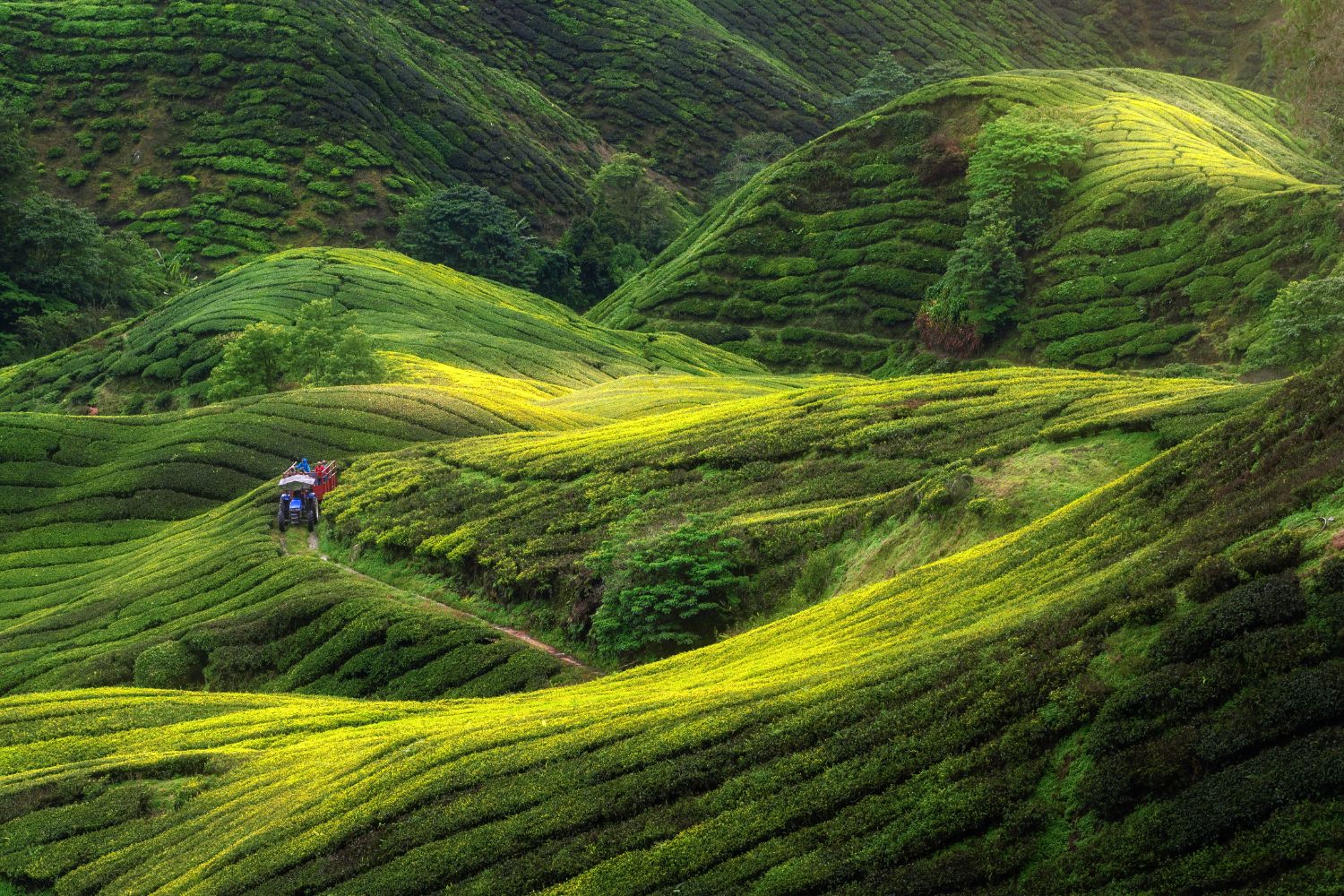 Lush green Tea Fields in the Cameron Highlands Malaysia