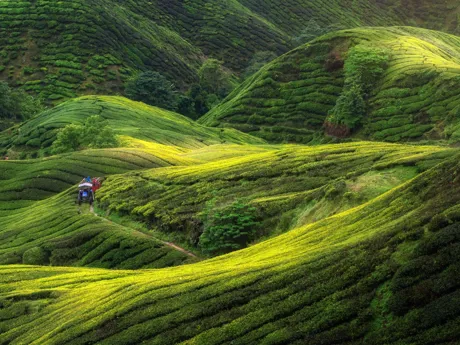 Lush green Tea Fields in the Cameron Highlands Malaysia