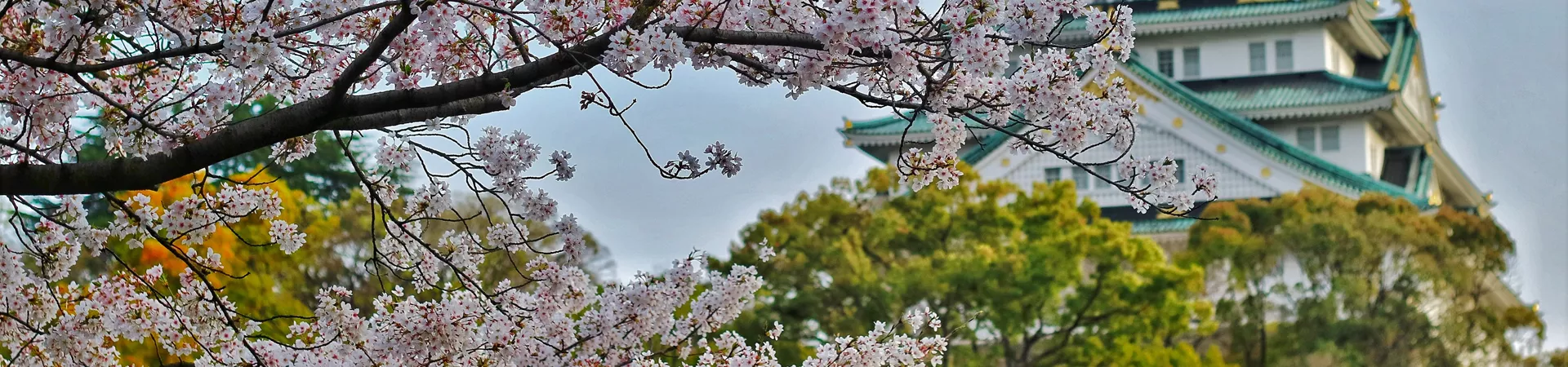 A close-up photo of cherry tree and japan-style building