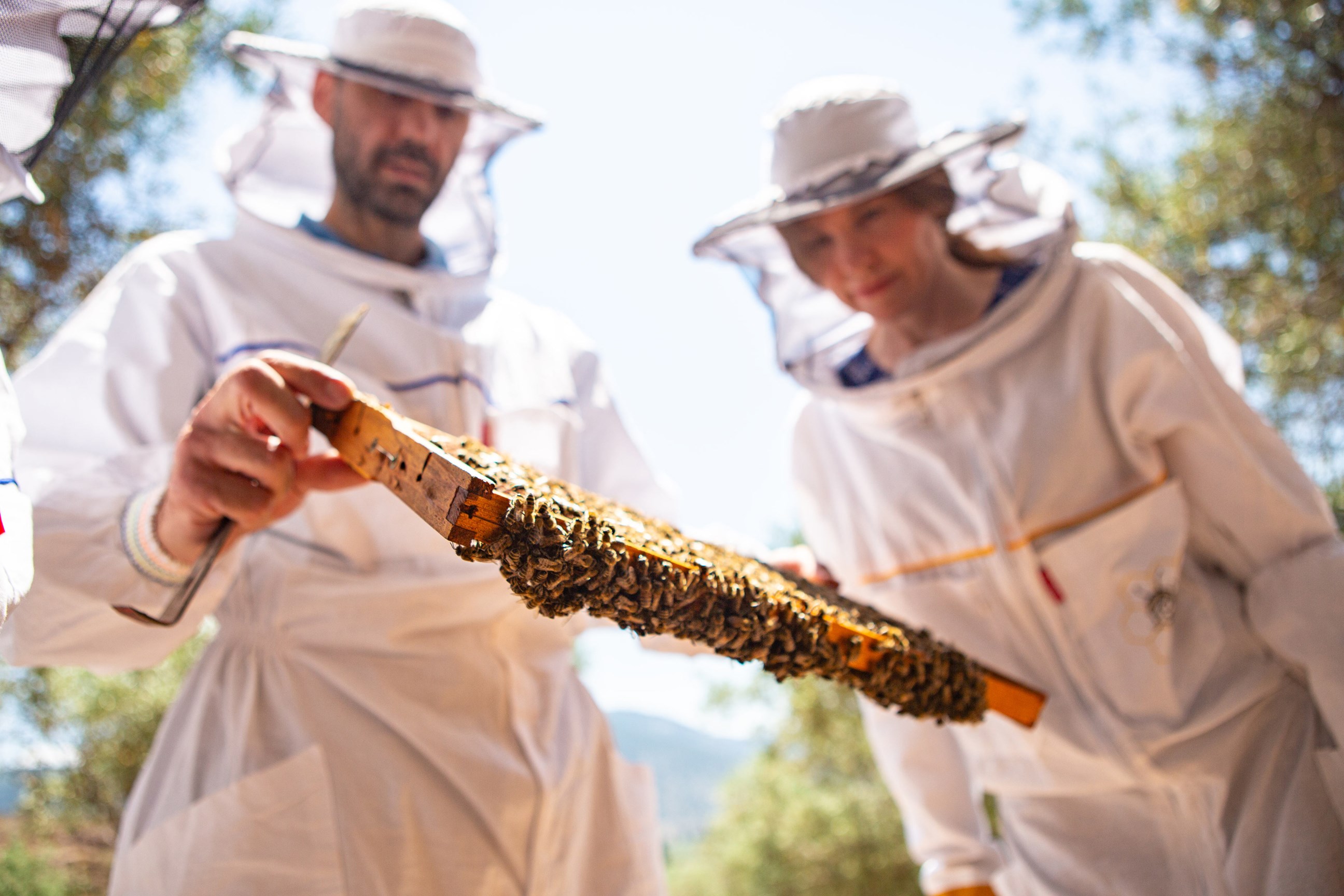Beekeepers inspecting wooden frame covered with bees outdoors