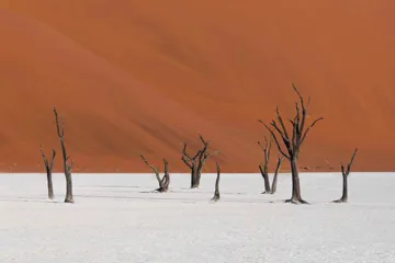 Small trees in the ground against a deep orange background