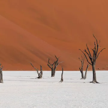 Small trees in the ground against a deep orange background