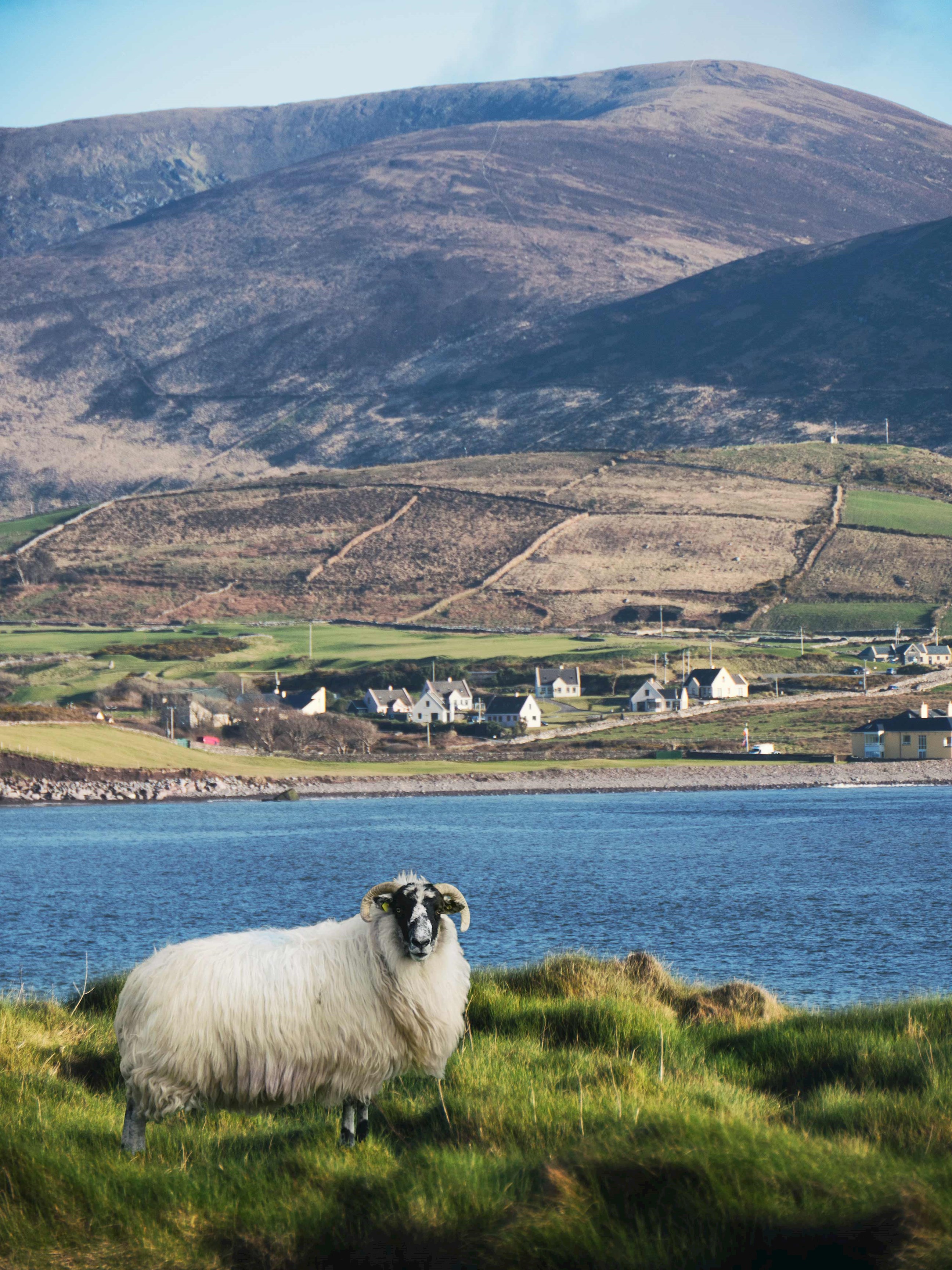 A sheep standing on grass near blue water in The Ring of Kerry, Ireland