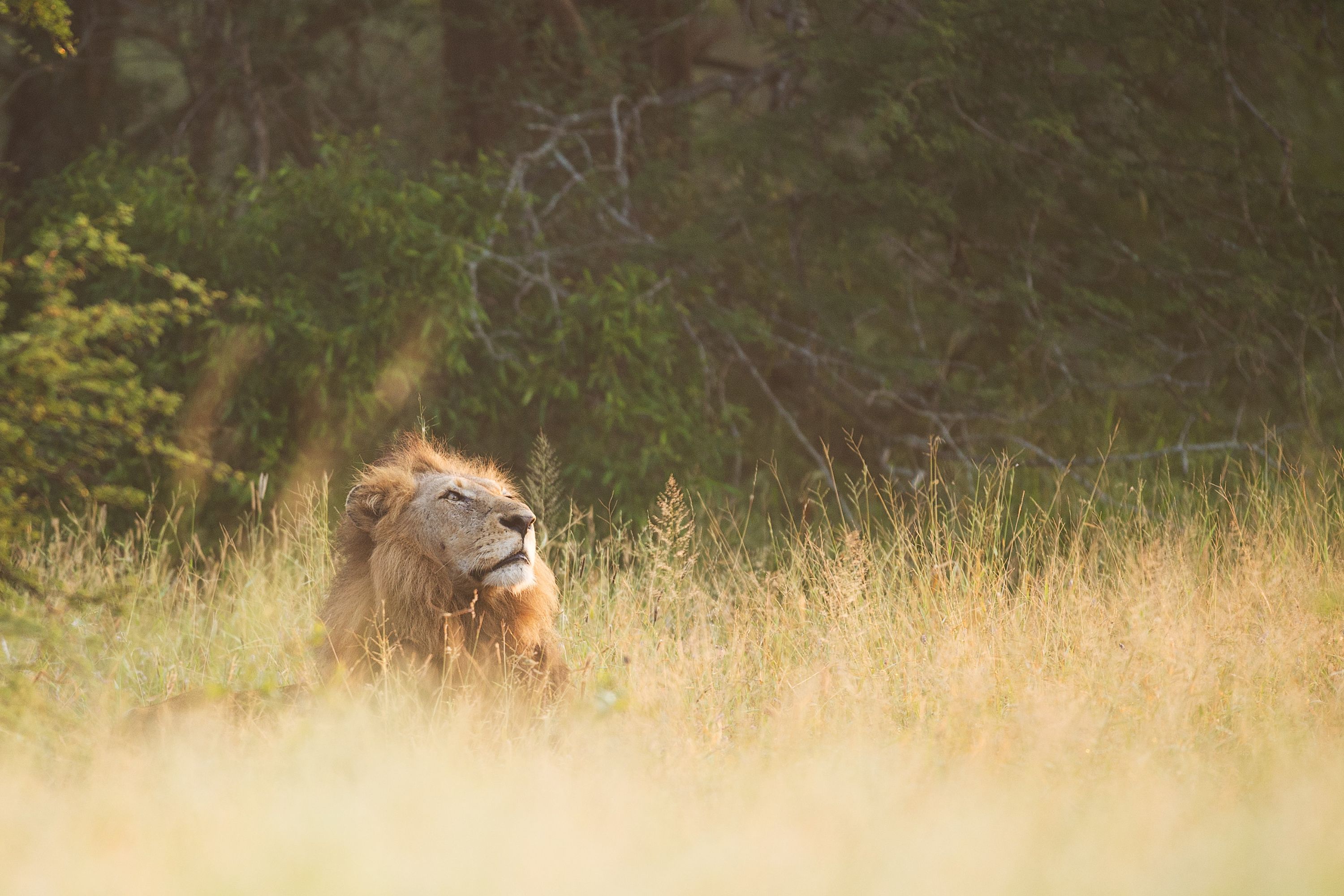 The head of a lion is just visible above tall grass in the Kruger National Park, South Africa