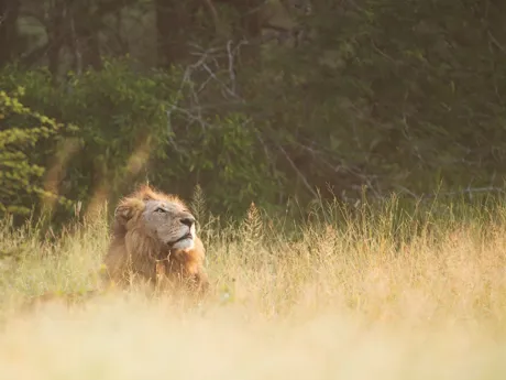 The head of a lion is just visible above tall grass in the Kruger National Park, South Africa