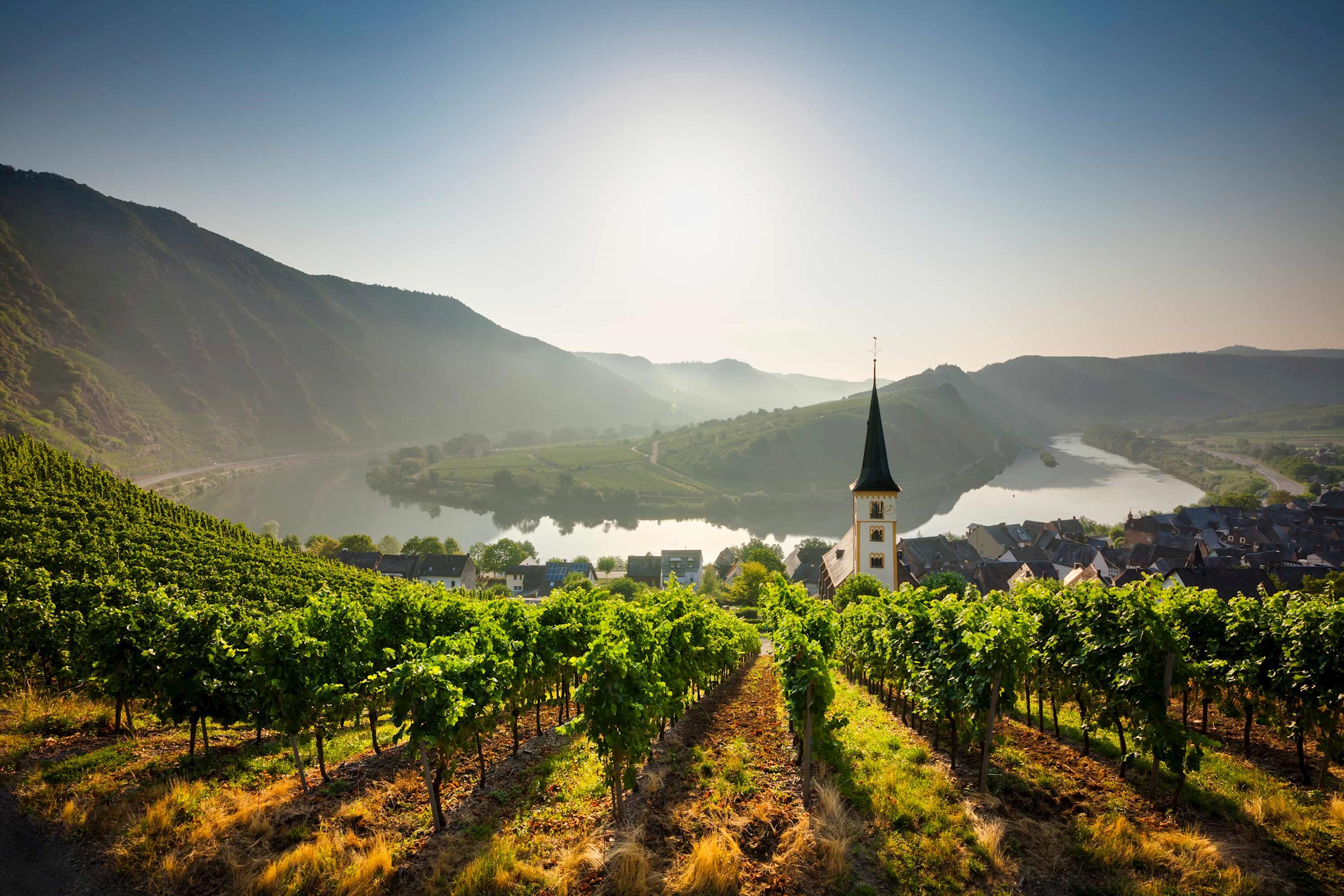 Sunlit vineyard overlooking a river and village in Rhineland, Germany