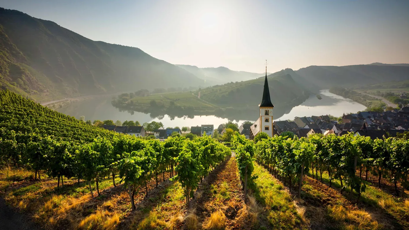 Sunlit vineyard overlooking a river and village in Rhineland, Germany