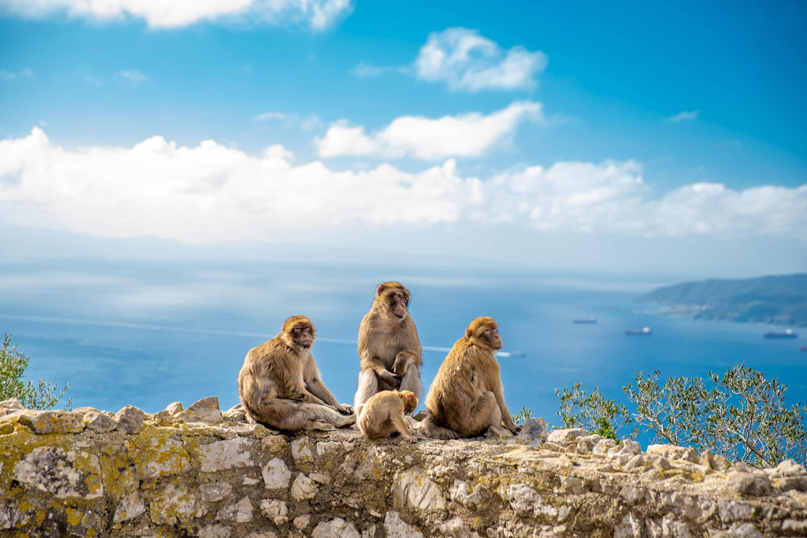 Group of monkeys sitting on stone wall overlooking calm blue sea in Gibraltar, Spain