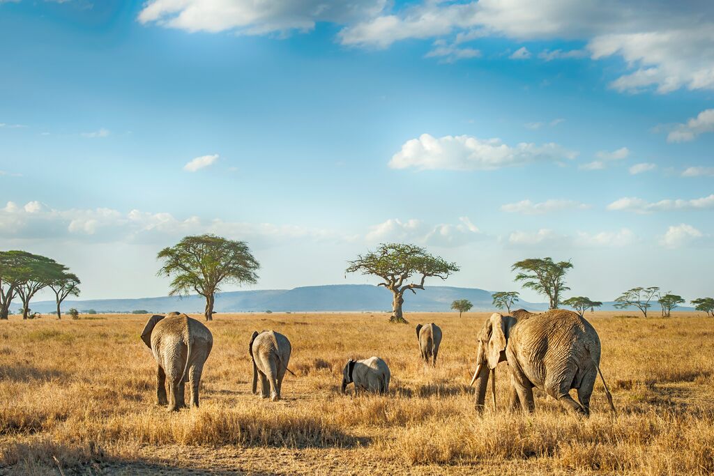 Medium African Elephants In The Plains Of Serengeti Tanzania