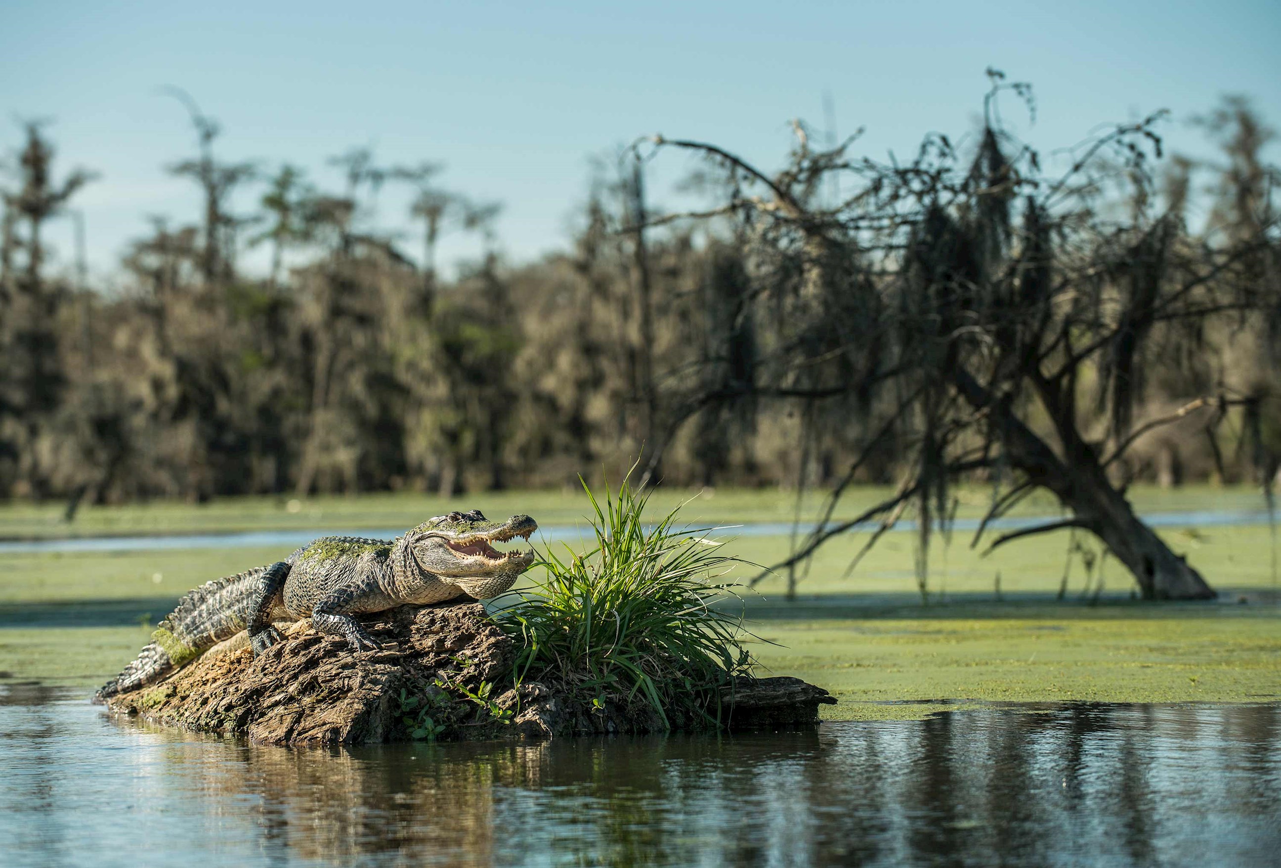 take-a-boat-trip-into-the-louisiana-swamps-and-bayous-and-see-alligators-in-jean-lafitte-national-park-usa.jpg