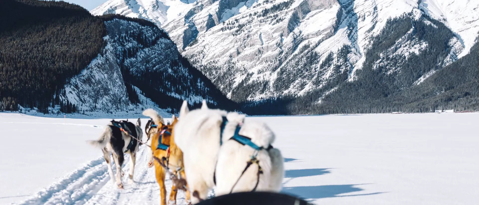 dogs-pulling-a-sledge-spray-lakes-kananaskis-country-canmore-alberta-canada.jpg