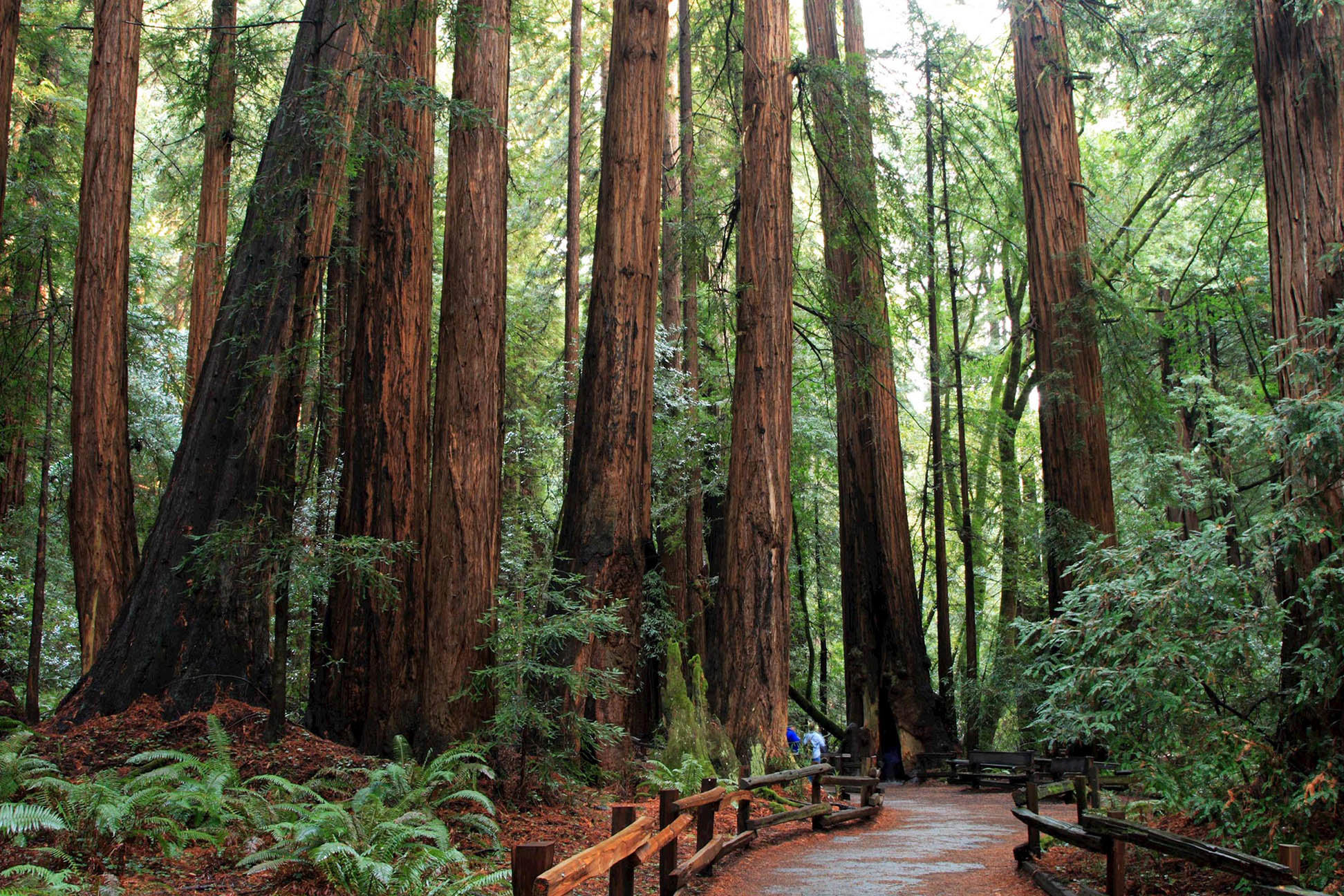 Muir woods in San Francisco, USA