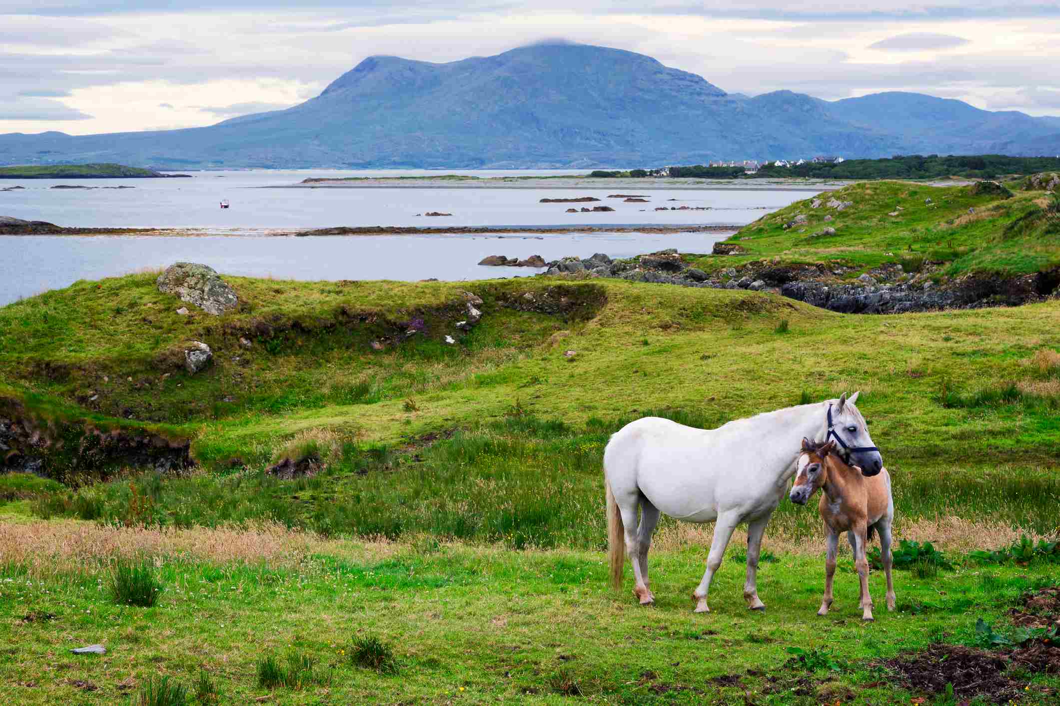 2 horses in a field in Ireland