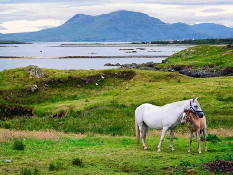 2 horses in a field in Ireland