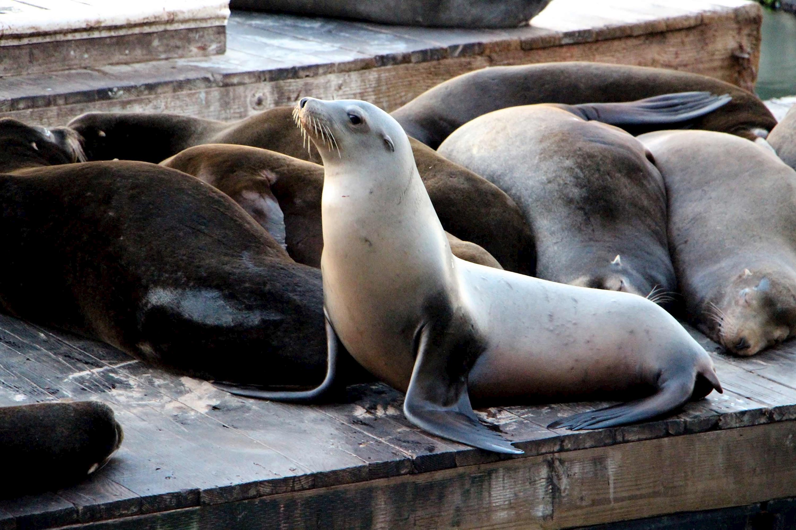 Sea Lion in San Francisco, USA