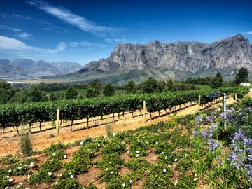 cape-winelands-south-africa.jpg