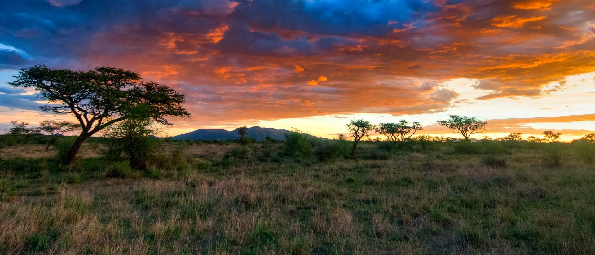 Scenic blue and orange sunset with tree in the foreground in Namibia
