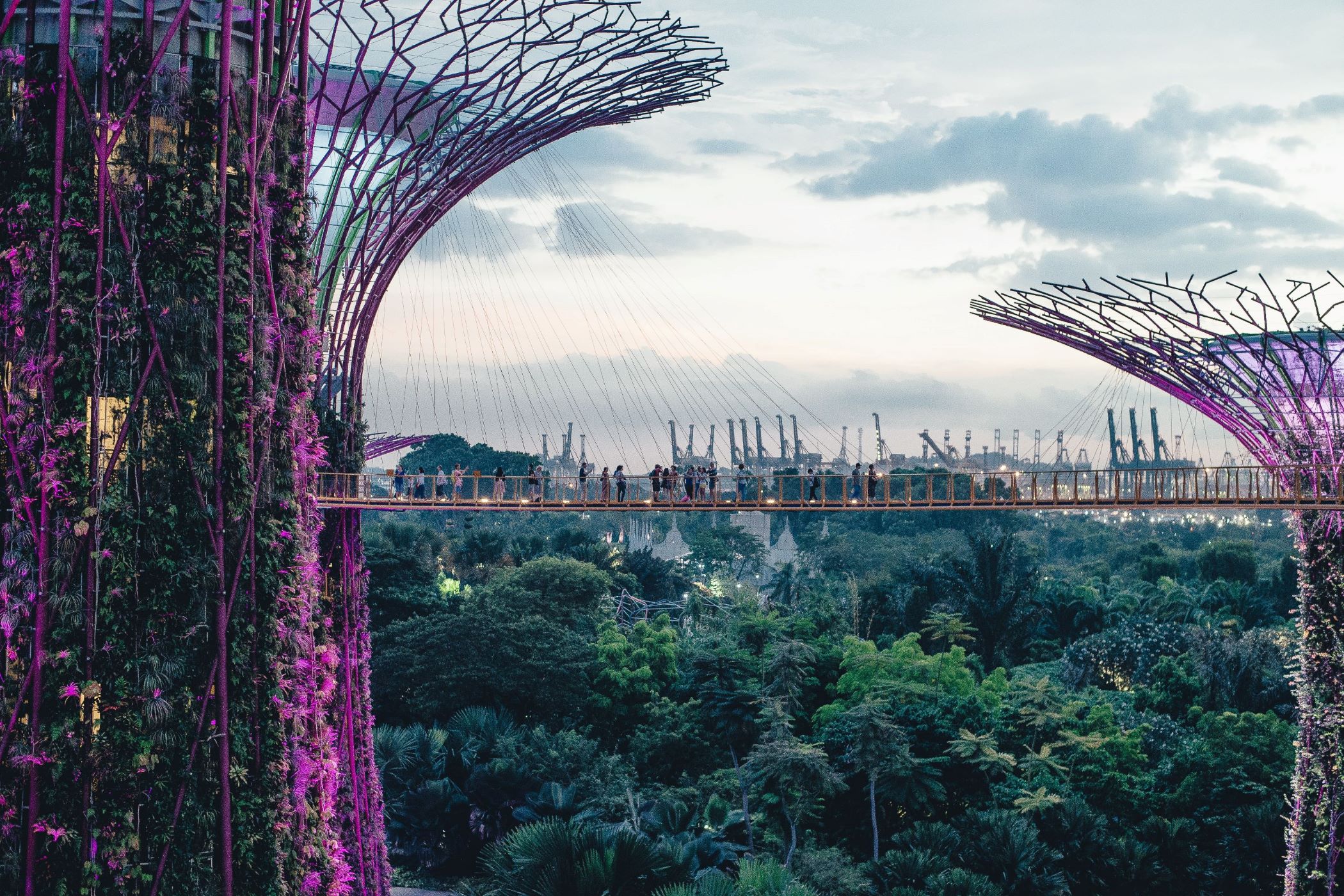 Tall towers with bridges between them passing over lush trees in the Botanic Gardens of Singapore.