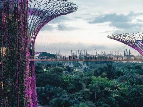 Tall towers with bridges between them passing over lush trees in the Botanic Gardens of Singapore.