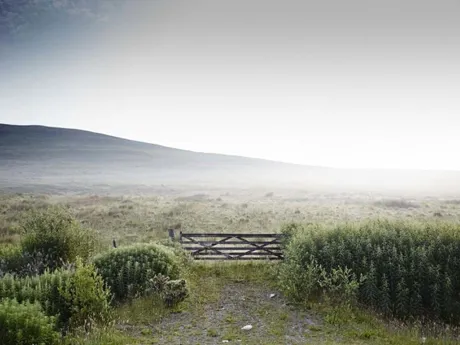 A misty field in Scotland