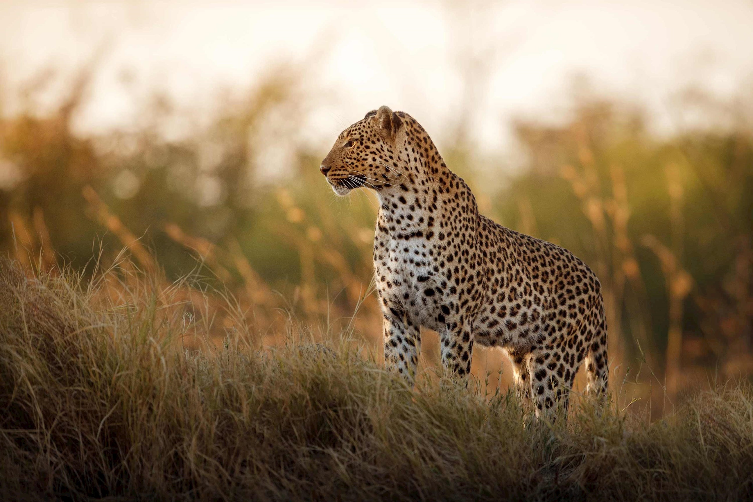 Leopard standing on grassy mound in African savanna at sunset