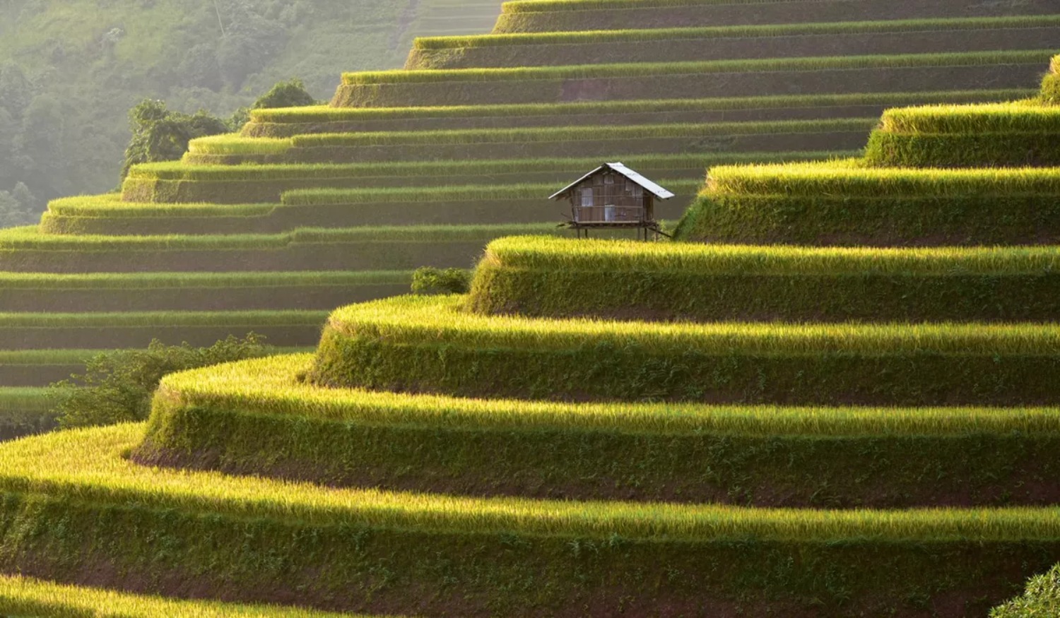 asia-rice-fields.jpg