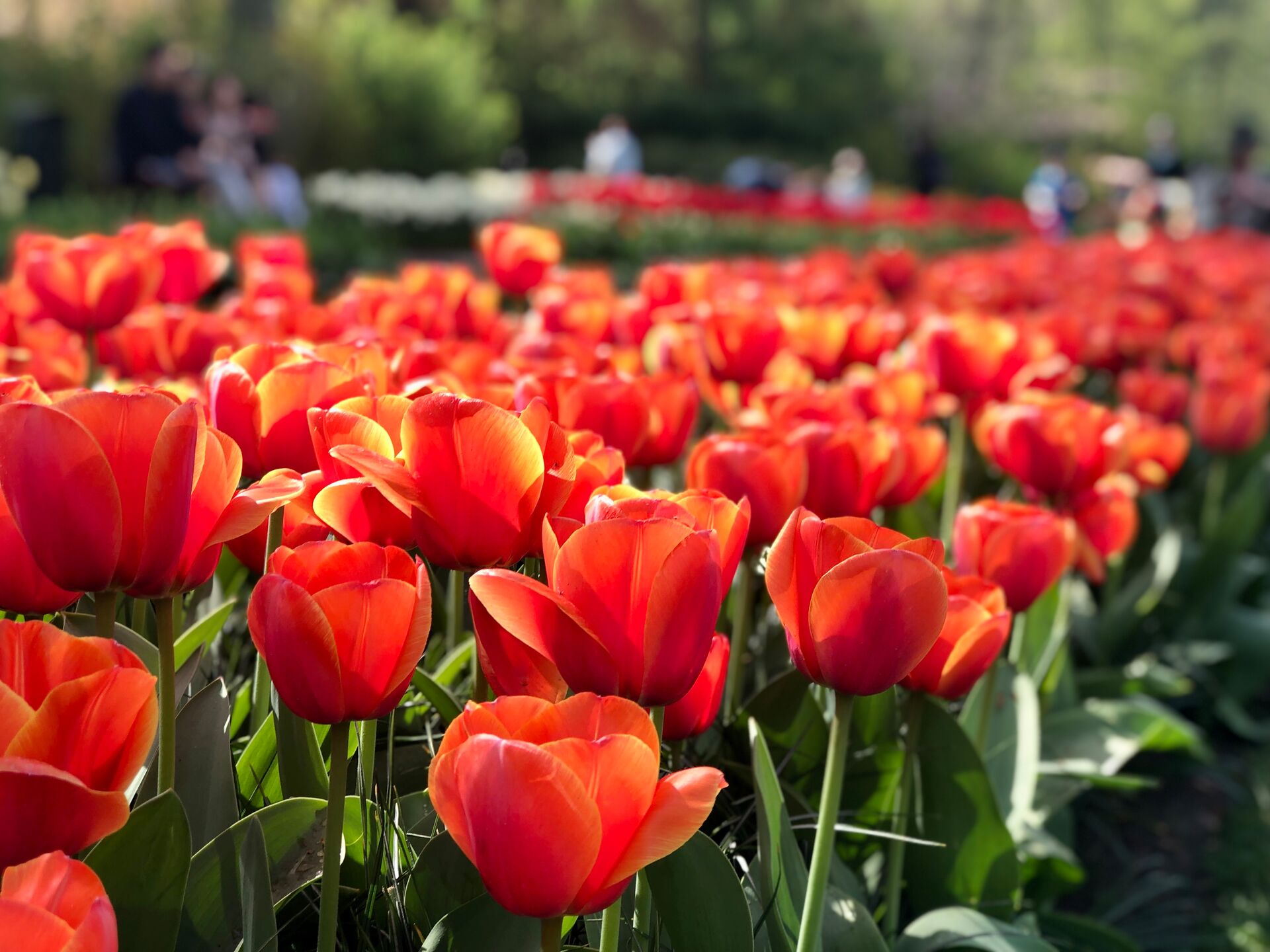 Close-up of red tulips in the Netherlands